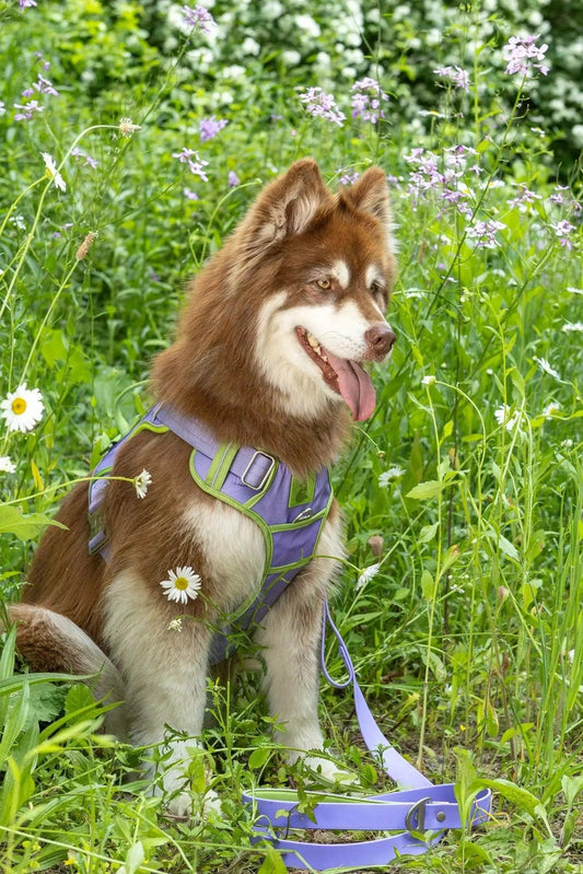 Ultimate Dog Harness