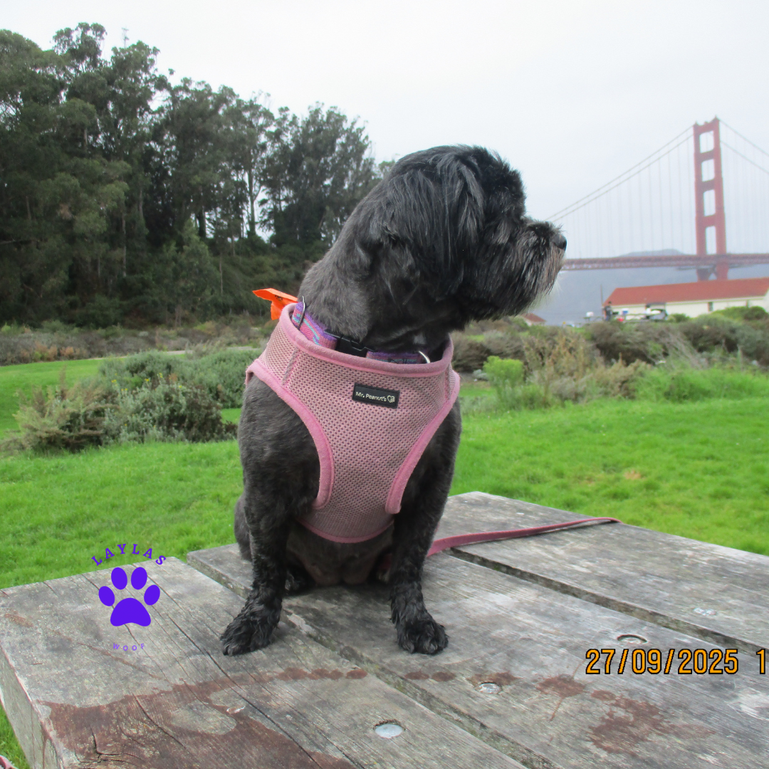 Soft Mesh Pet Harness with Matching Leash