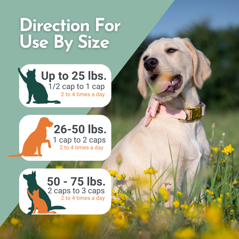 Hista Paws – with Quercetin