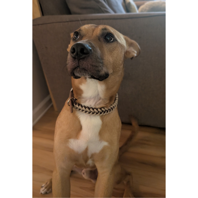 Hand Braided Dog Collar