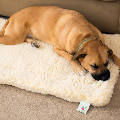 Cat & Dog Bed