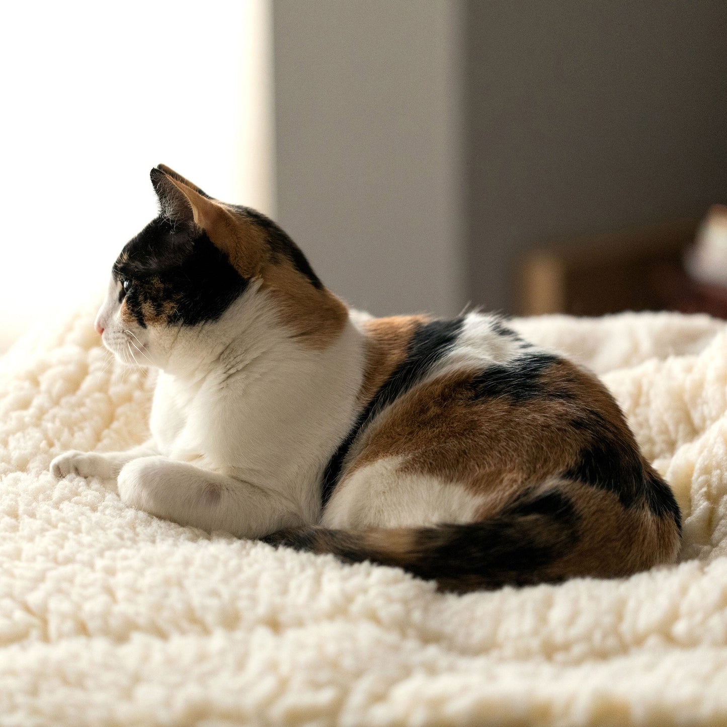 Cat & Dog Bed