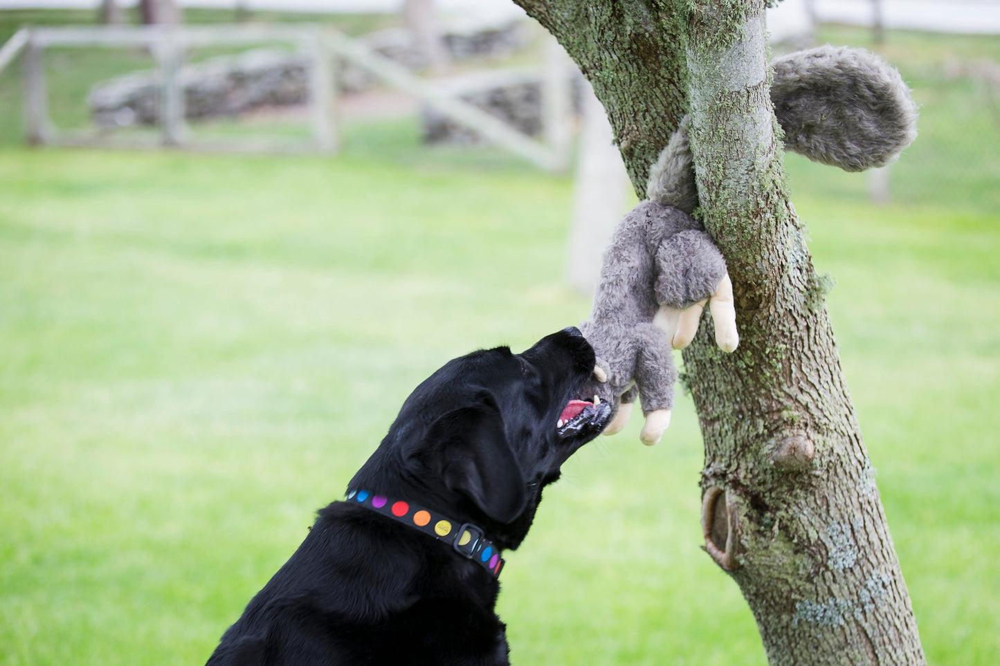 Squirrel Plush Dog Toy