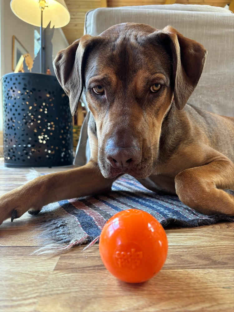 Squeak Ball - Chew Toy