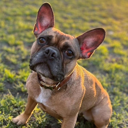 Leather AirTag Dog Collar