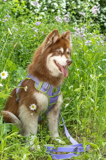 Ultimate Dog Harness