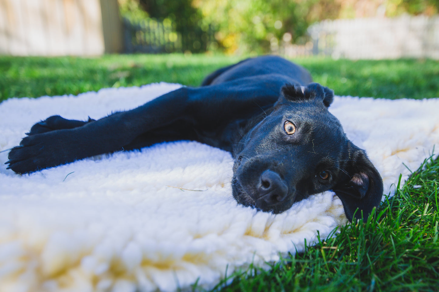 Cat & Dog Bed