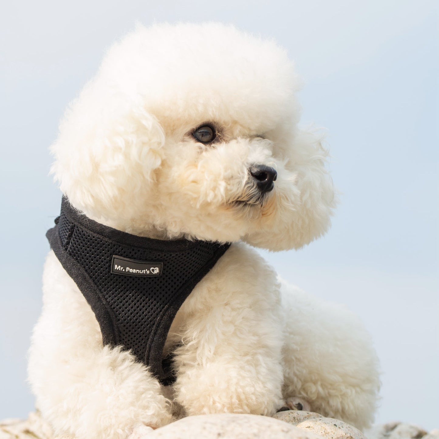 Soft Mesh Pet Harness with Matching Leash