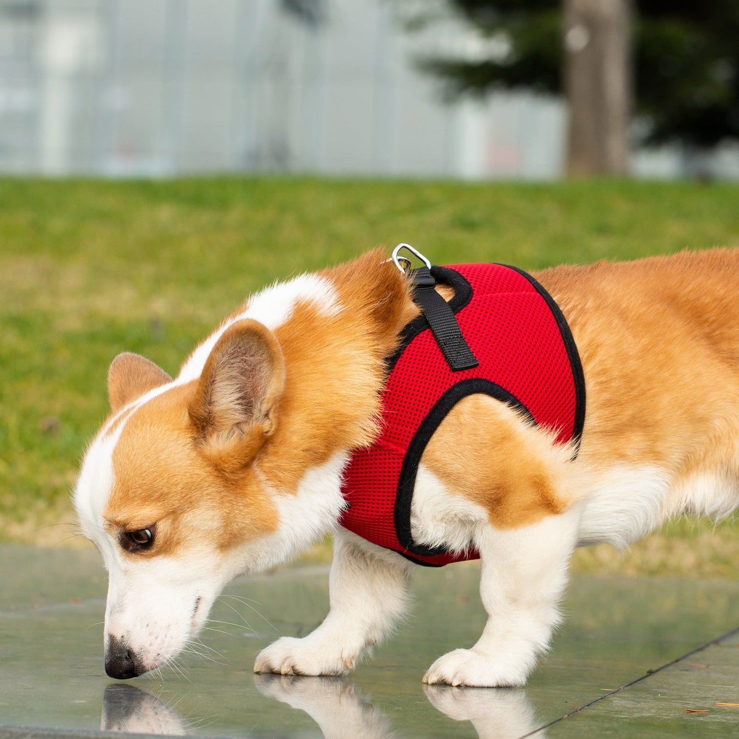 Soft Mesh Pet Harness with Matching Leash