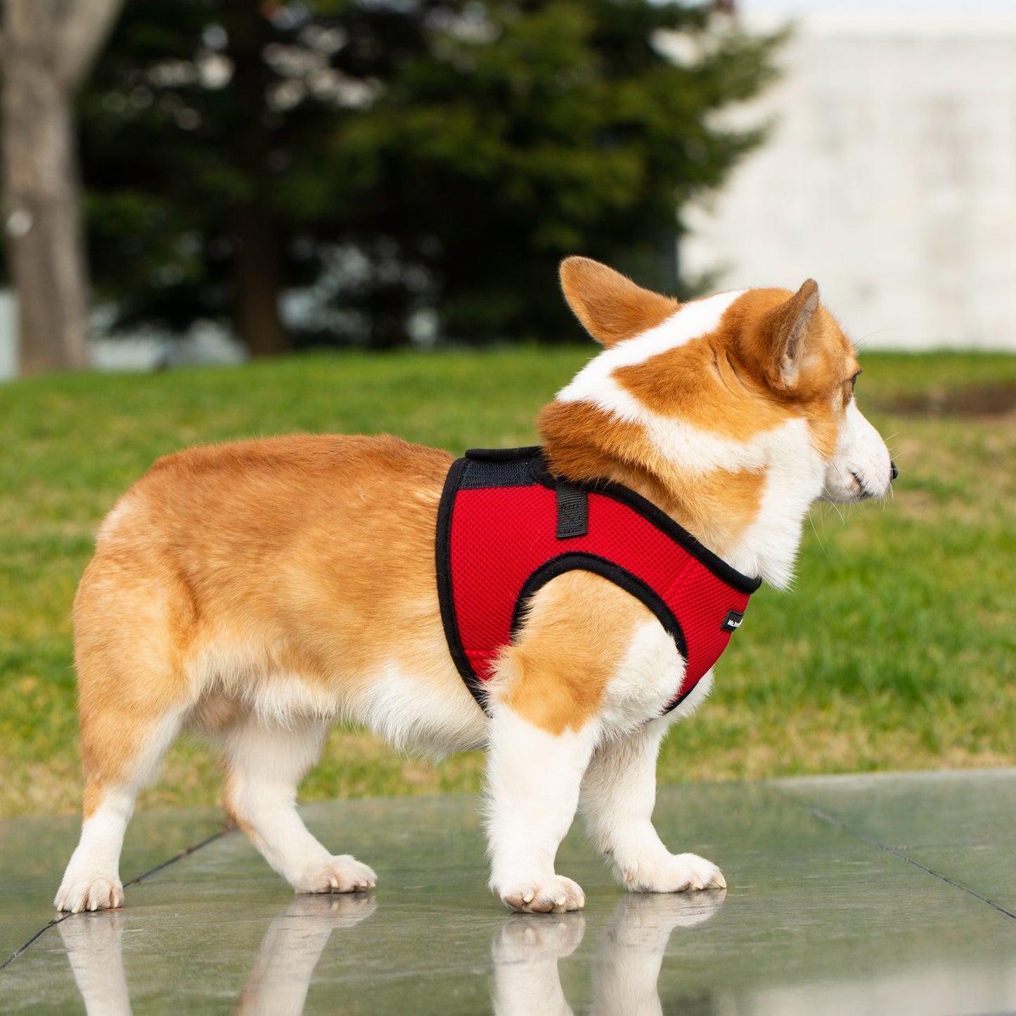 Soft Mesh Pet Harness with Matching Leash
