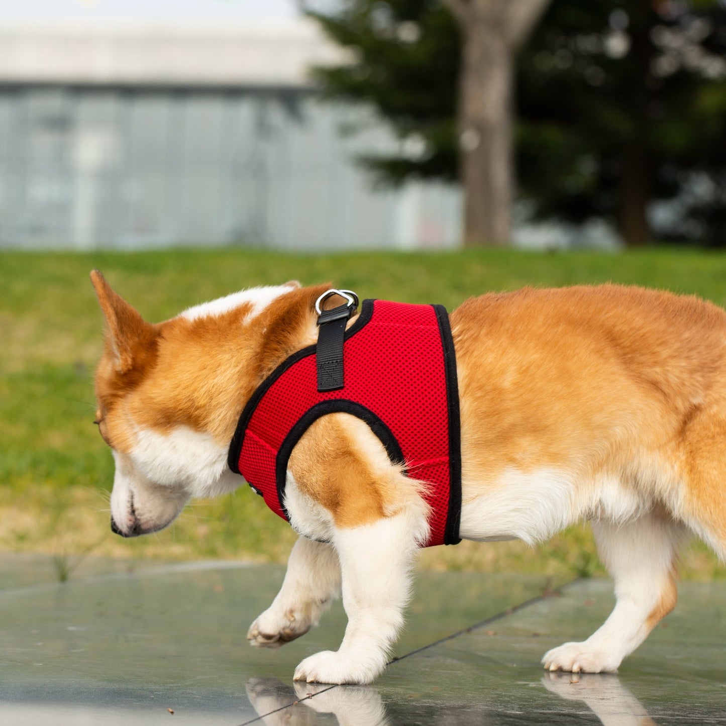 Soft Mesh Pet Harness with Matching Leash