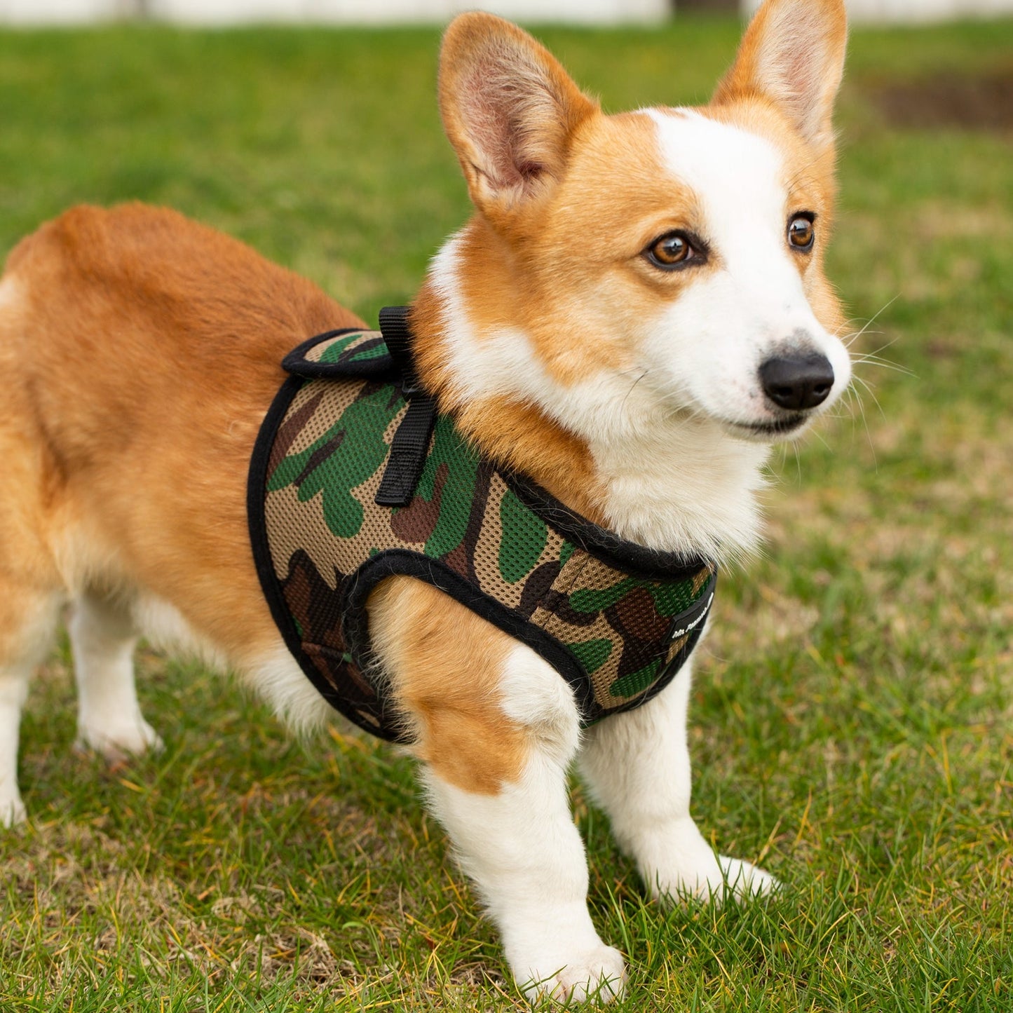 Soft Mesh Pet Harness with Matching Leash