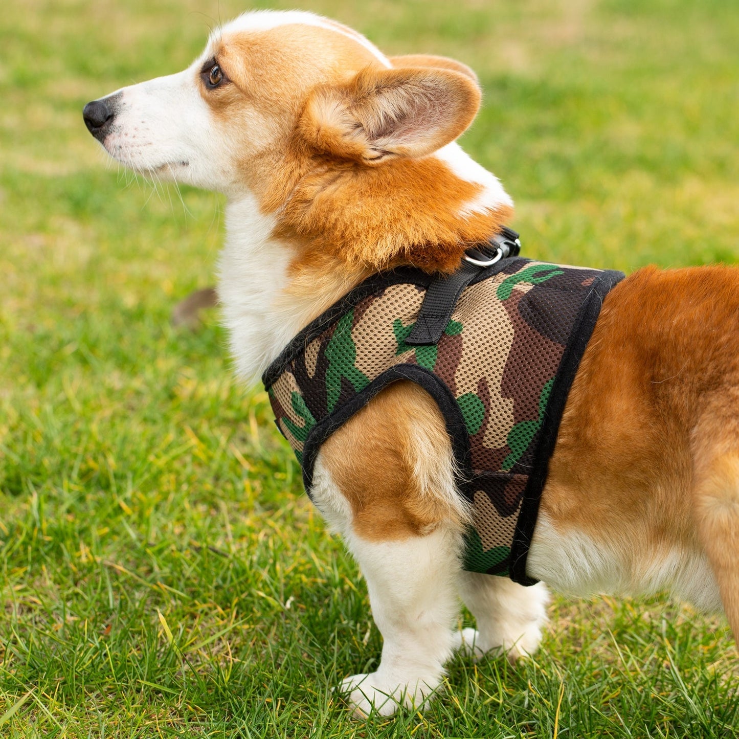 Soft Mesh Pet Harness with Matching Leash