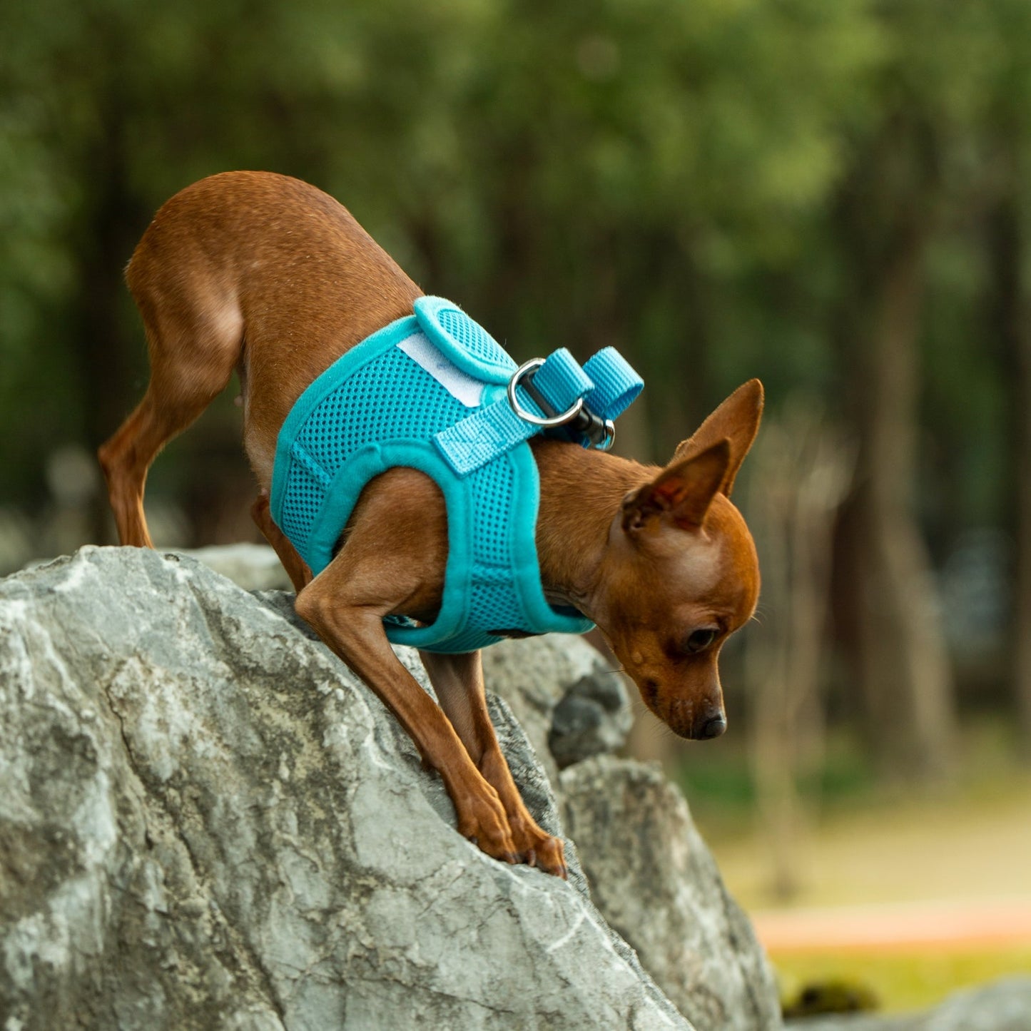 Soft Mesh Pet Harness with Matching Leash