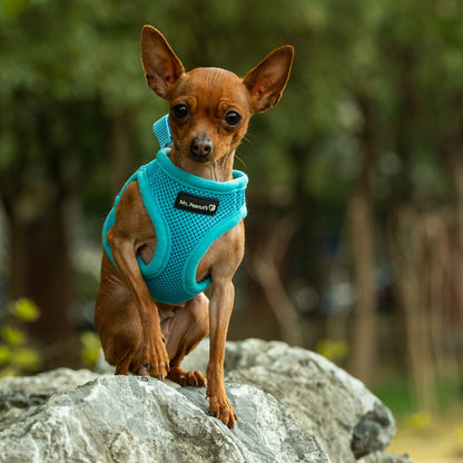 Soft Mesh Pet Harness with Matching Leash