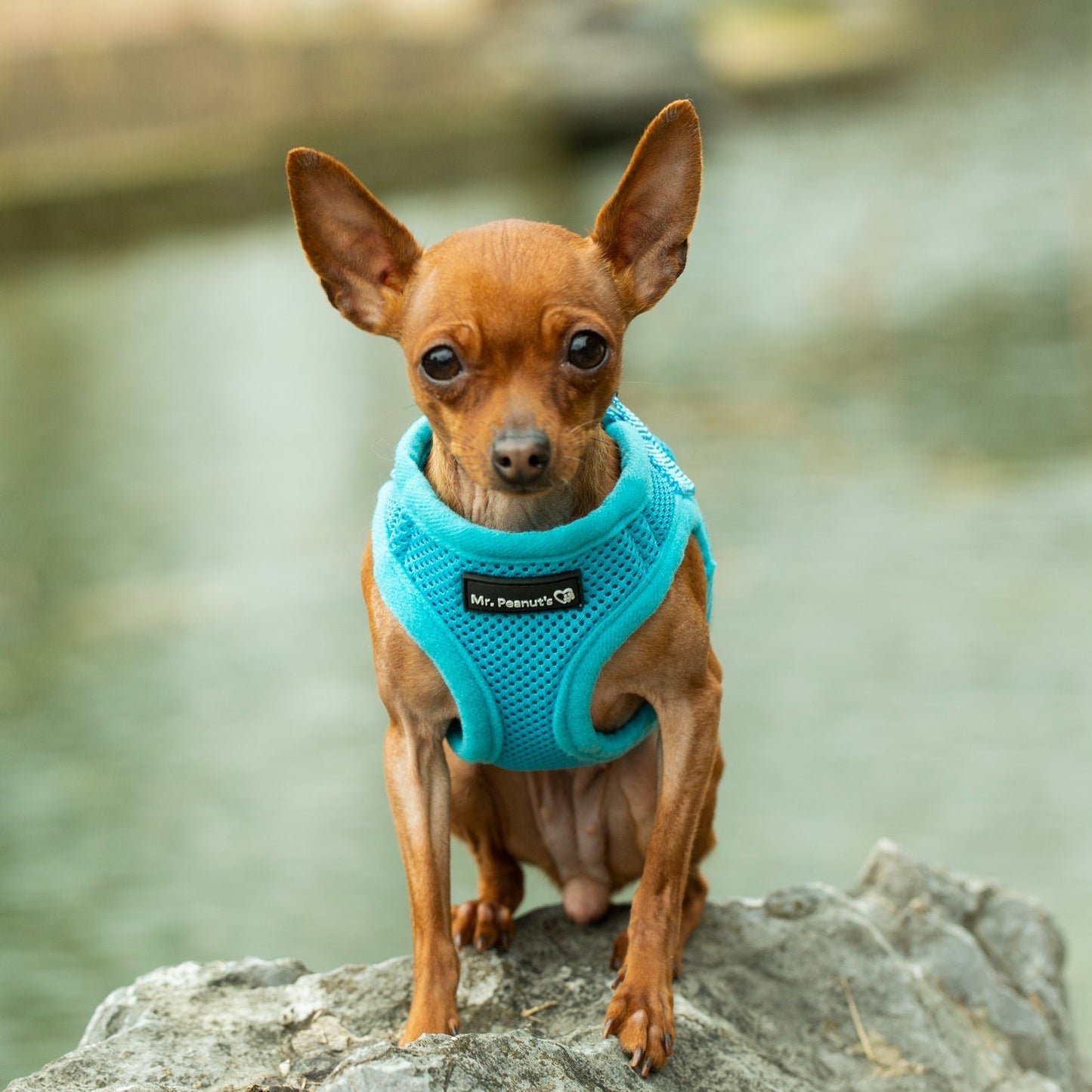 Soft Mesh Pet Harness with Matching Leash