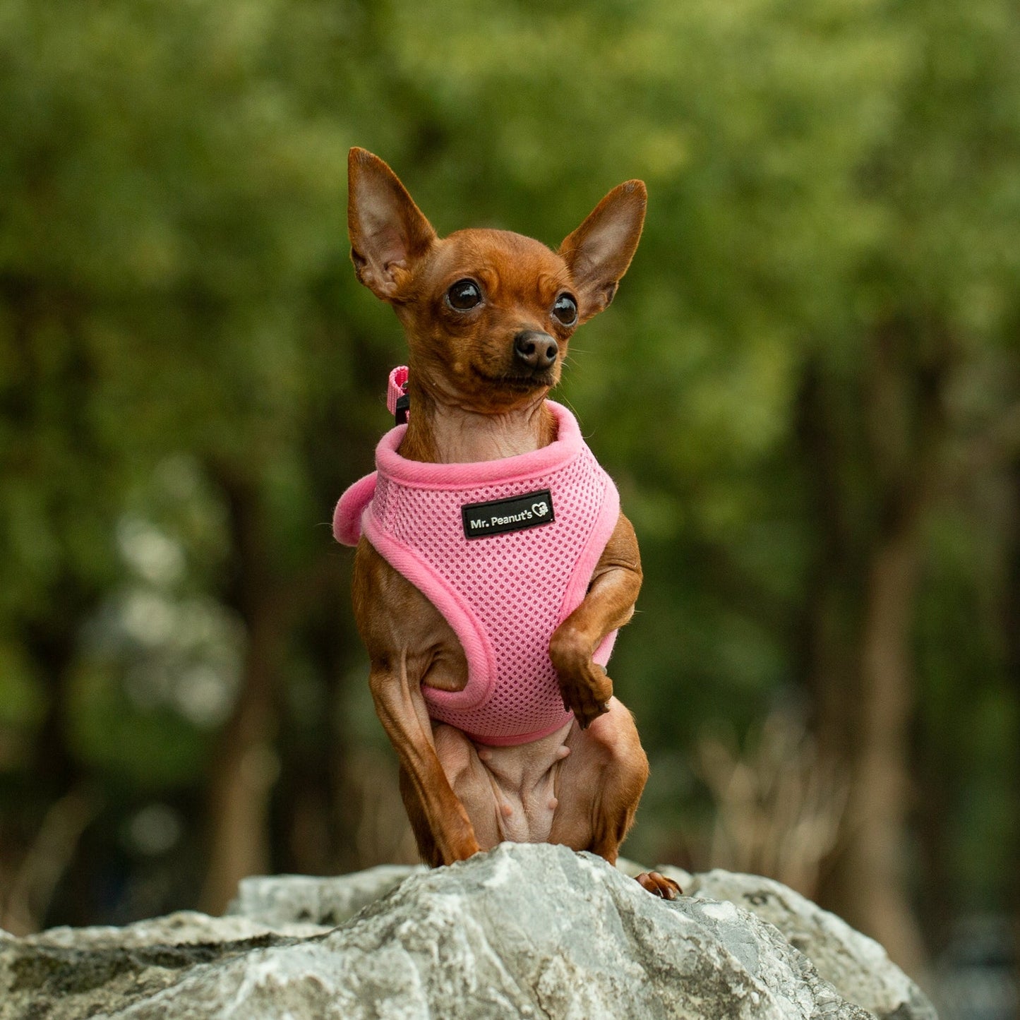 Soft Mesh Pet Harness with Matching Leash