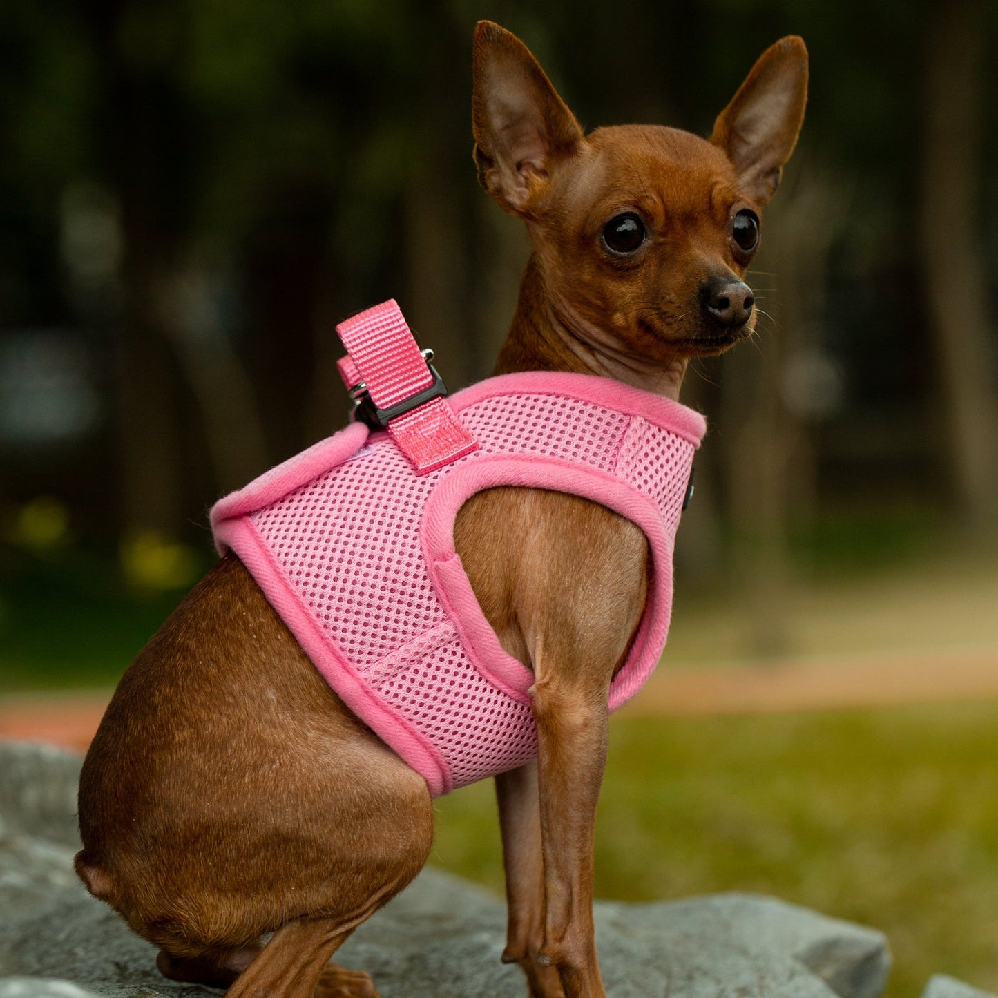 Soft Mesh Pet Harness with Matching Leash