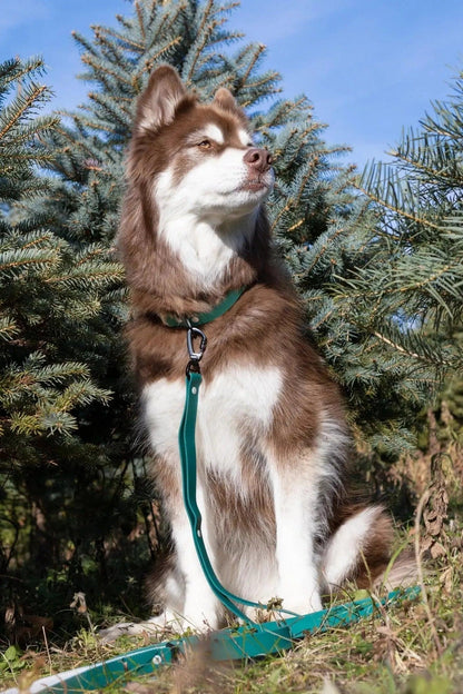 Waterproof Dog Collar