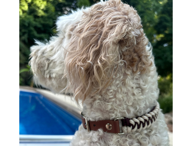 Hand Braided Dog Collar