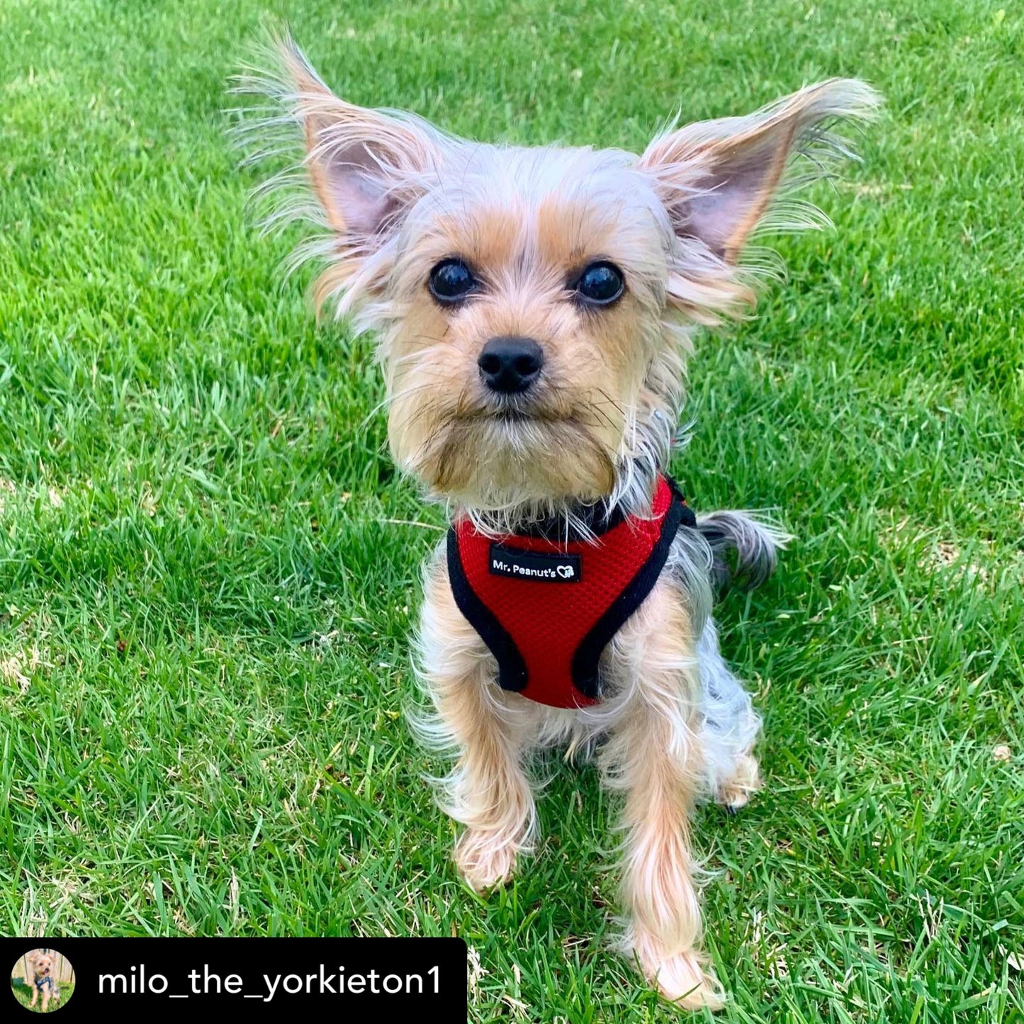 Soft Mesh Pet Harness with Matching Leash