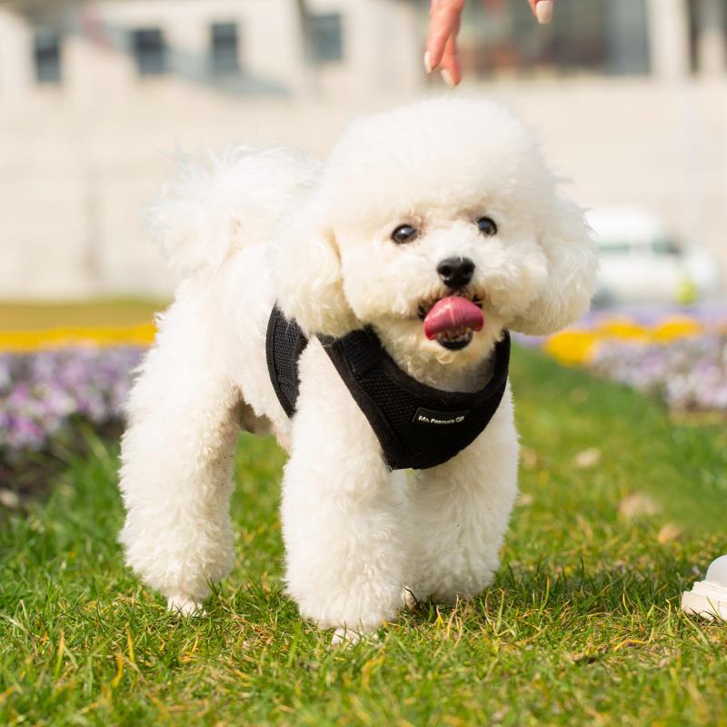 Soft Mesh Pet Harness with Matching Leash