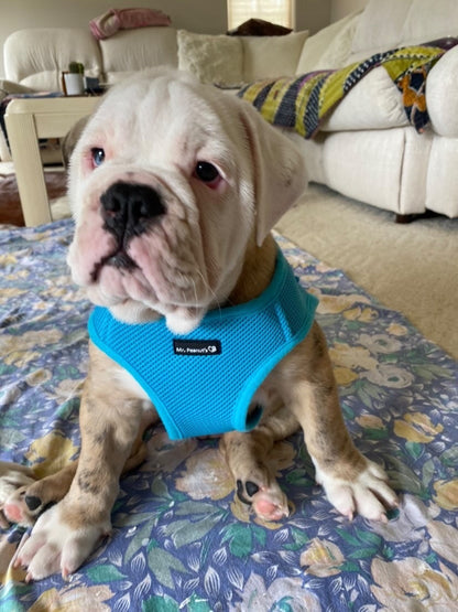 Soft Mesh Pet Harness with Matching Leash
