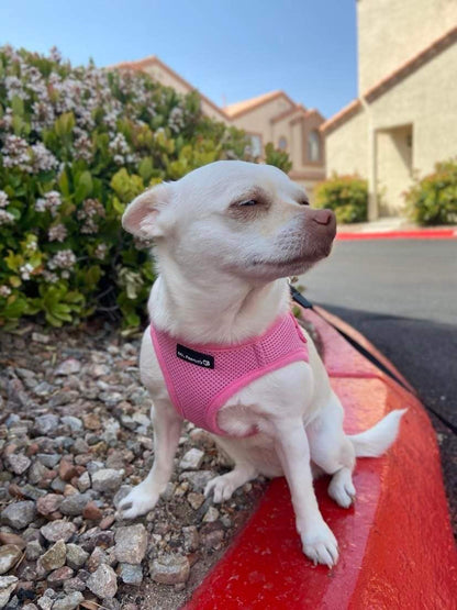 Soft Mesh Pet Harness with Matching Leash